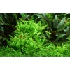 Pogostemon helferi