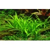 Sagittaria subulata