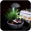 chihiros-tiny-terrarium-1.jpg
