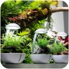 chihiros-tiny-terrarium-2.jpg