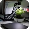 chihiros-tiny-terrarium-3.jpg