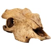 exo-terra-buffalo-skull-1.jpg