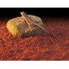 exo-terra-heat-wave-rock-3.jpg