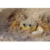 exo-terra-riverbed-sand-3.jpg