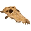 exo-terra-crocodile-skul-1.jpg