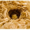 komodo-aspen-bed-6l-podl-6.jpg