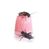 komodo-jelly-pot-calcium.jpg