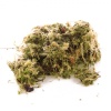 komodo-habitat-moss-3l-z-2.jpg