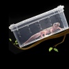 terrario-terrarium-fauna-18.jpg