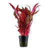 023-POT-2936-641808068c5593-01037449-023-20POT-png.png