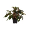 109e-xl-cryptocoryne-wendtii-tropica-rgb-1-.jpeg