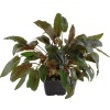 109e-xl-cryptocoryne-wendtii-tropica-rgb-2-1-.jpeg