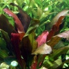 echinodorus-x-barthii-5-1.jpeg