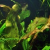 echinodorus-ozelot-5-1.jpeg