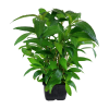 053a-xl-hygrophila-siamensis-rgb-2-1-1.png