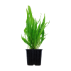 008-xl-microsorum-pteropus-rgb-1-.png