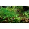 Blue-green-algae-on-surface-of-aquarium.jpg