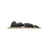 71140008-11773-63b2b46bcabca7-64501762-nautilus-light-png.png
