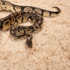 zoomed-aspen-snake-26l-p-6.jpg