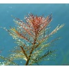 proserpinaca-palustris-513f3d676d211.jpeg