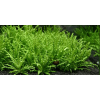 Pogostemon-Helferi.png