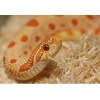 repti-zoo-aspen-snake-be-8.jpg