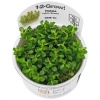 rotala-indica-1-2-grow.jpg