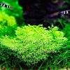 riccia-fluitans-2.jpeg