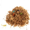 terrario-amazonia-moss-1-2.jpg