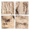 terrario-birch-backgroun-12.jpg