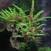 16937-10413a-Hygrophila-pinnatifida-11.jpeg