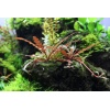 16937-10414a-Hygrophila-pinnatifida-112.jpeg