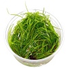 juncus-repens-in-vitro-xl.jpeg