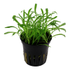 040-pot-2.png