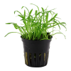 040-pot.png