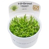lilaeopsis-brasiliensis-1-2-grow.jpeg