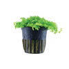 025-POT-10057-6059ca1ab9a830-70324649-025-20POT-png-4.png
