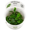 anubias-barteri-var-nana-1-2-grow.jpeg