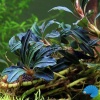 bucephalandra-kedagang-.jpg