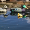 Oase Pond Figures Duck Drake - плавающее украшение