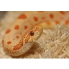 Repti-Zoo Aspen Snake Bedding - pappelkiust substraat 500g