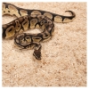 Repti-Zoo Aspen Snake Bedding - pappelkiust substraat 500g