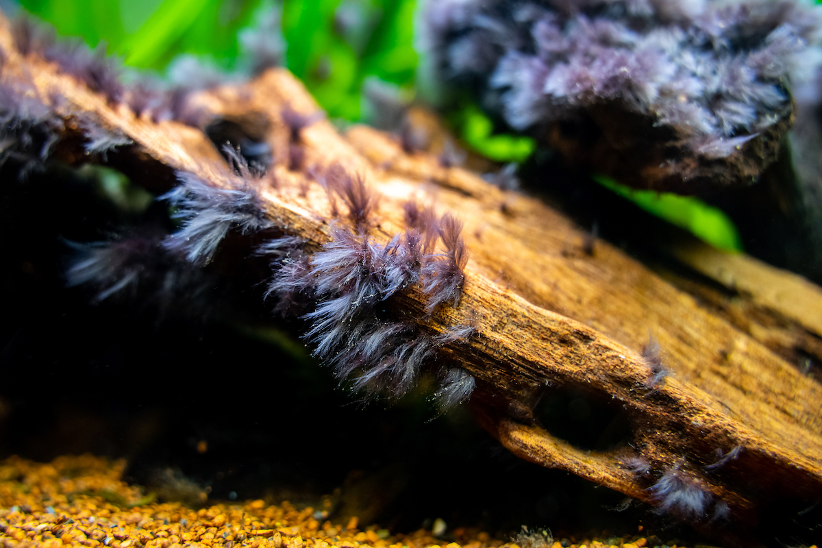 Черная борода - водоросли