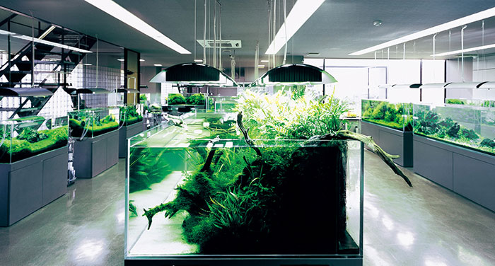 Первый растительный аквариум. Как начать?