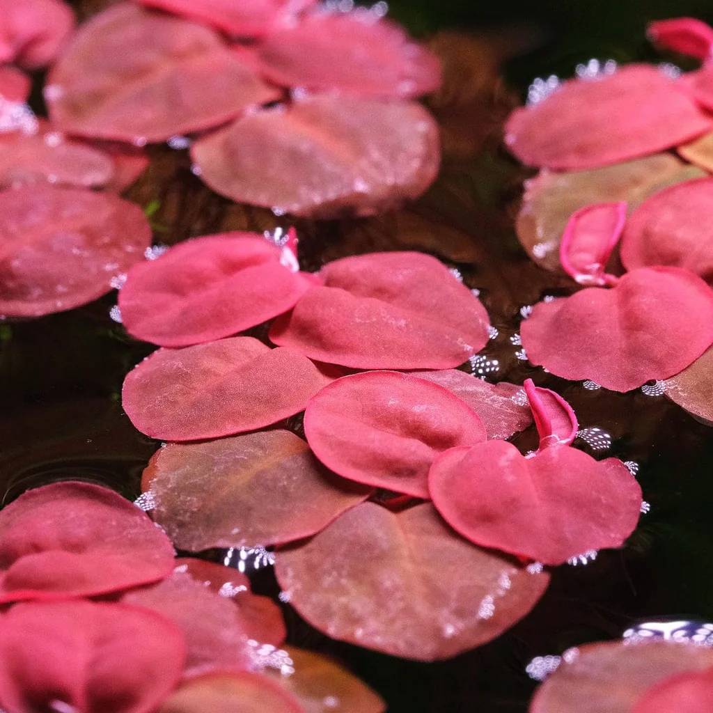 Phyllanthus fluitans